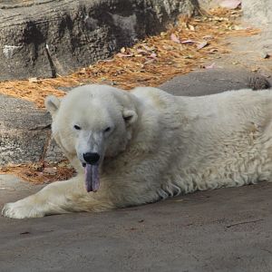 Polar Bear