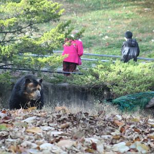 Andean Bear & Indian Peafowl
