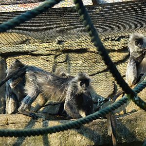 Indo-Chinese silver langur