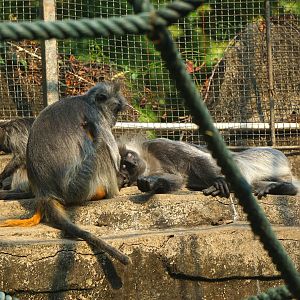 Indo-Chinese silver langur
