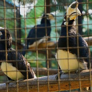 Malabar pied hornbill