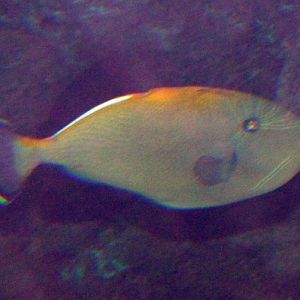 Melichthys Indicus (7-7-16 Seaworld)