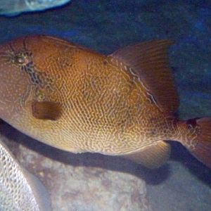 Pseudobalistes Naufragium (12-7-16 Birch Aquarium)
