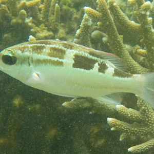 Lined Monocle Bream