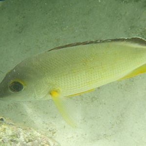 Blacktail Snapper