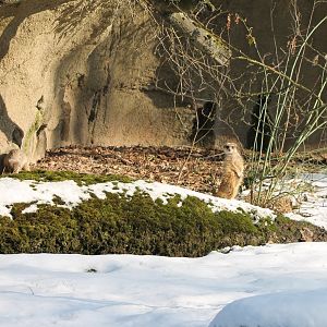 Meerkats in the snow