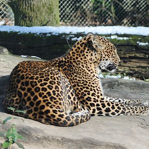 Sri Lanka leopard