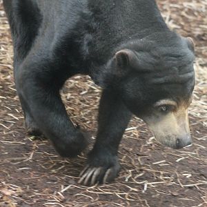 Sun bear