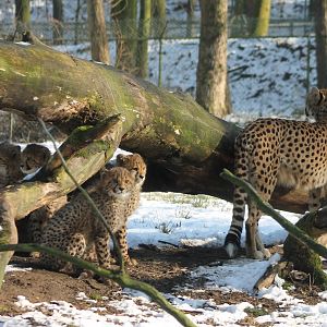Cheetah-family
