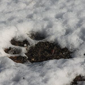 Lion-footprint