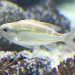 Lined monocle bream - Scolopsis lineatus