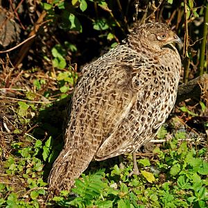 Hen pheasant