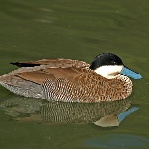 Puna teal