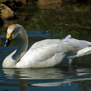Bewick's swan
