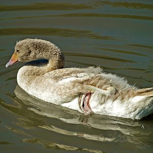 Black-necked swan cygnet