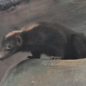 Palawan stink badger/ Mydaus marchei