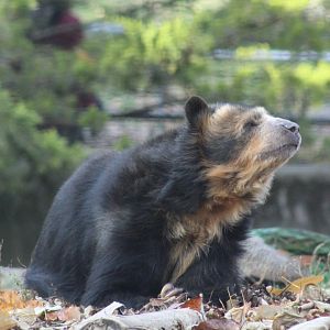 Andean Bear