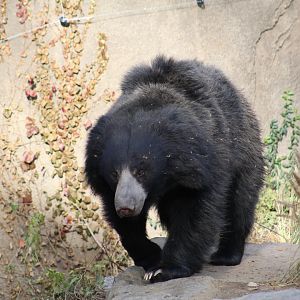 Indian Sloth Bear
