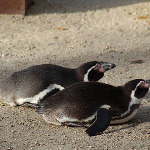 Humboldt Penguins