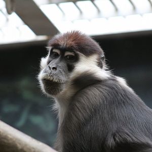 Red-Capped Mangabey