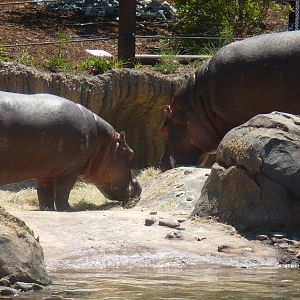 Hippos