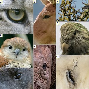 Christmas Photo Quiz