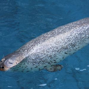 Spotted Seal