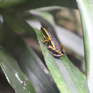 Poison Dart Frog ID