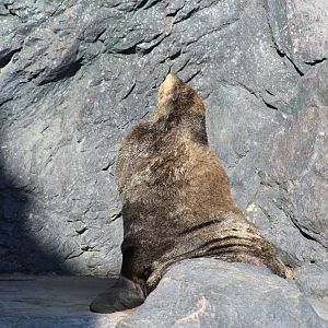 Northern Fur Seal