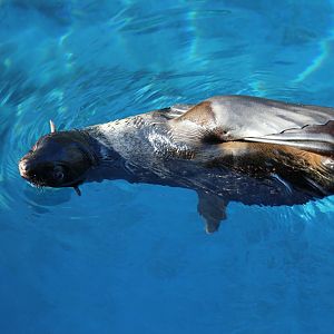 Northern Fur Seal Pup