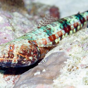 Lizardfish