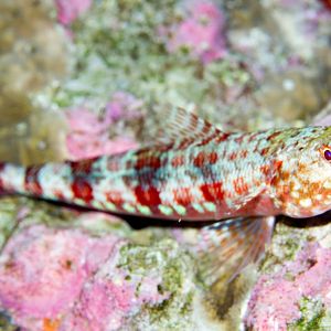 Lizardfish