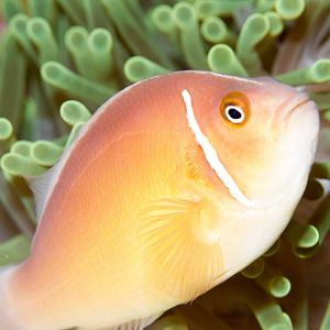 Pink Anemonefish