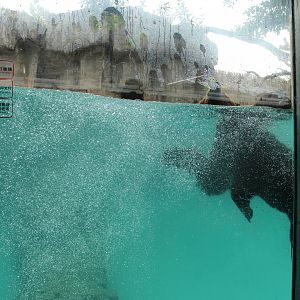 Bear underwater viewing