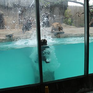 Bear diving