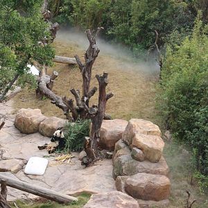 Watching panda up high