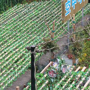 Watching koala up high