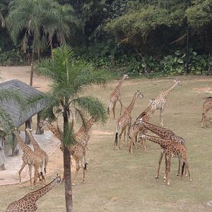 A large herd of giraffe
