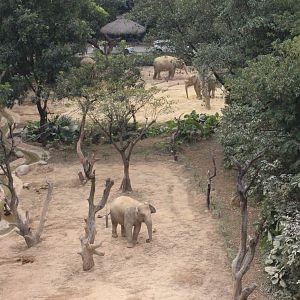 Elephant yard
