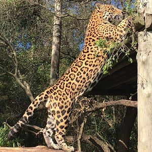 Jaguar