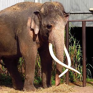 Two Tails Ranch December 2017 - YouTube