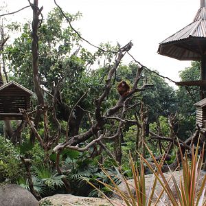 Golden snub-nosed monkey