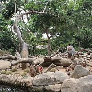 Baboon island