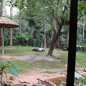 Malayan tapir