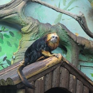 Golden-head lion tamarin