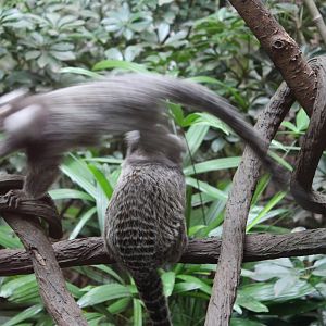 Marmoset on the move!