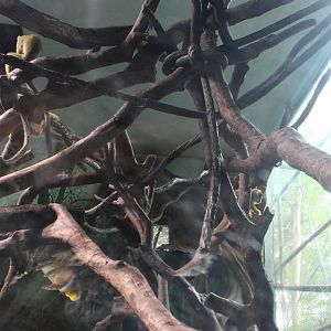 Tunnel of monkey dome