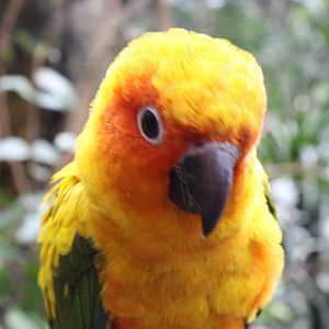 Sun conure closeup