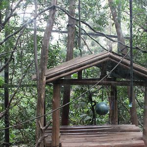 Siamang exhibit