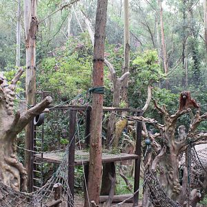 Orangutan exhibit